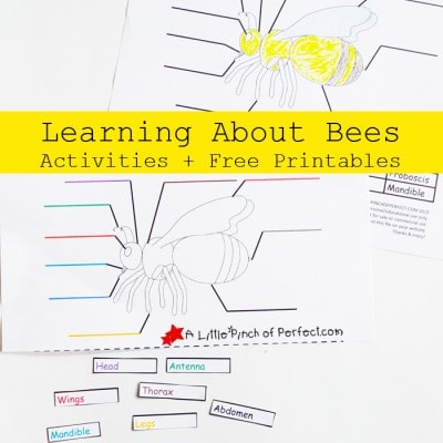Learning About Bees Activities and Free Printable