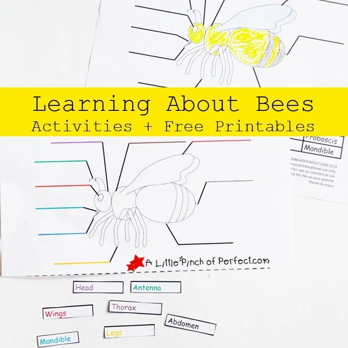 Learning About Bees Activities and Free Printable