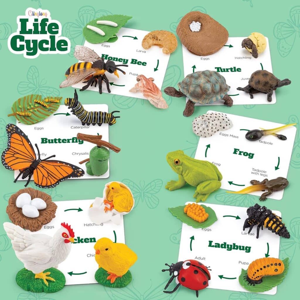 https://www.amazon.com/GLINGLONG-Life-Cycle-Kit-Montessori/dp/B09DY7PHP5?crid=20JZM0IMIP60S&dib=eyJ2IjoiMSJ9.8knjlluqJGniFV6qX1gKr0wVW9LjlvMlYcd3hthGvQVJw1qLtqLUrgDPIbHENWwBXiLkOFWcMcjYvLXCk-PbOk-3M6E0IjhBap7GEQN-616O0PkKaUhzwt2aso_1UV_TncsxdT0mFr8aGLzqTGDwlZkp4YGV3pMWpLCPBGEmHvE9b4tOMfJsuaf558eeB27PdZSP0_76tJ0p6xAcY38Eosp0StW9_hV6CcDDxJ-QpJ4JFnNY4EI-0hq7Y0d7INrcQJNMIYqcq-xEEWIsk-pocHt85pVGp56zLoARB4B4Hu0.crpoAfkK7wiMUkn1TcDW_xnqOzxIk920jetAOEtNBNw&dib_tag=se&keywords=bee%2Bmontessori&qid=1750137914&sprefix=bee%2Bmontessori%2Caps%2C164&sr=8-23-spons&sp_csd=d2lkZ2V0TmFtZT1zcF9tdGY&th=1&linkCode=sl1&tag=alitpinofpe09-20&linkId=4a829015c1ff6da811c988f1c1767bf9&language=en_US&ref_=as_li_ss_tl