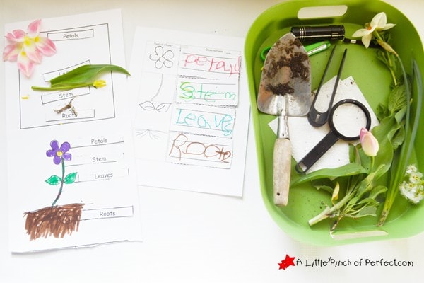 Learning About Plants: Activities and Free Printables for Kids