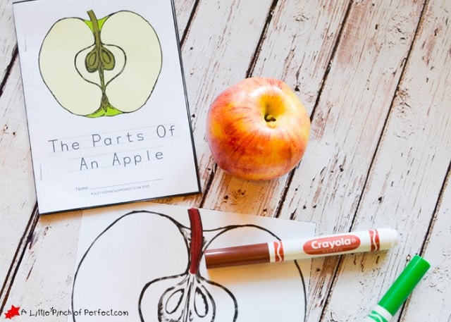 The Parts Of An Apple Color, Read, and Learn Free Printable Book