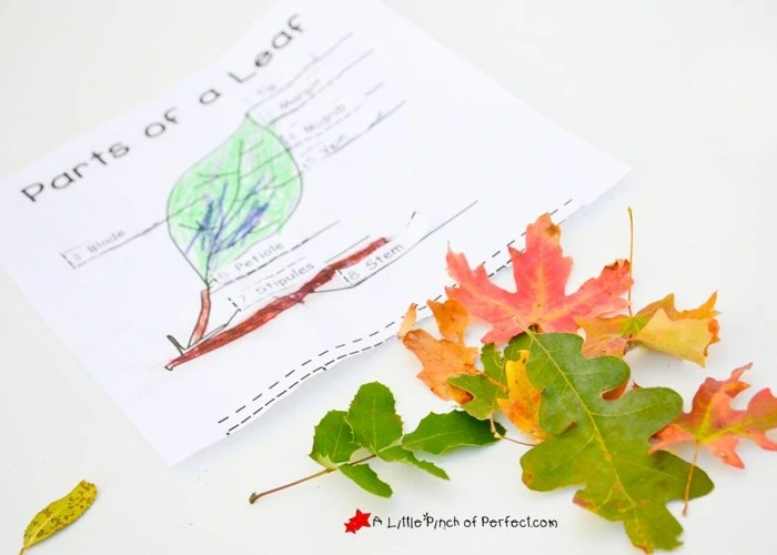 Learning About Leaves: Explore, Color, and Label Free Printable for Kids