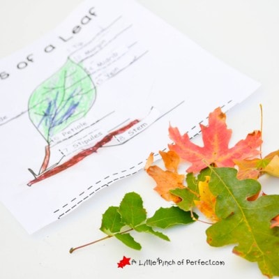 Learning About Leaves: Explore, Color, and Label Free Printable for Kids