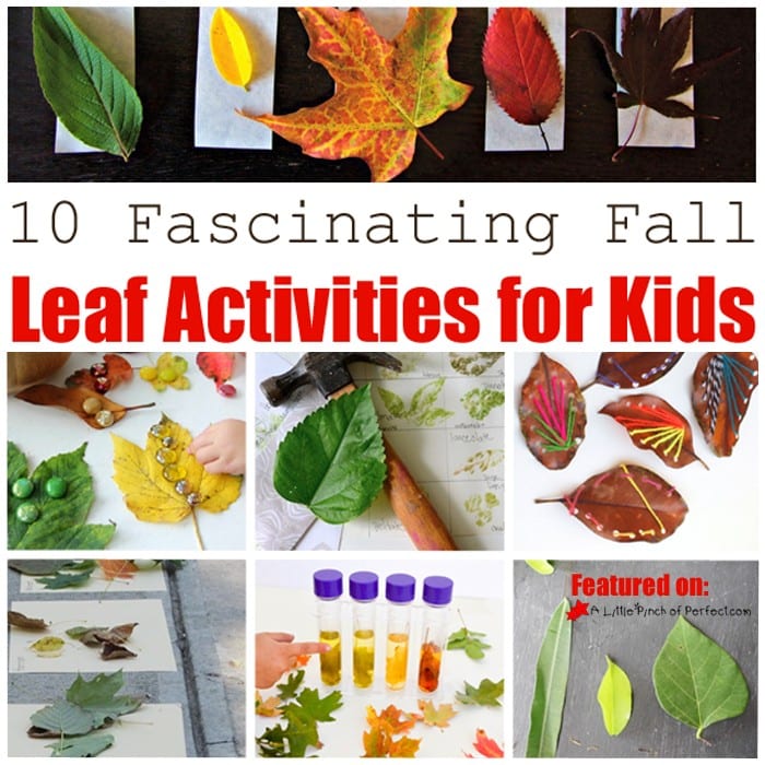 10 FASCINATING FALL LEAF ACTIVITIES FOR KIDS: The list includes ways to explore color, science activities, math and more!