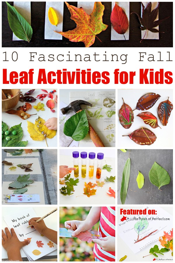 10 FASCINATING FALL LEAF ACTIVITIES FOR KIDS: The list includes ways to explore color, science activities, math and more!