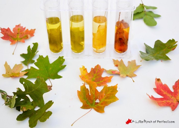Easy Fall Leaf Science Experiment: Exploring Colors & Chlorophyll with Kids