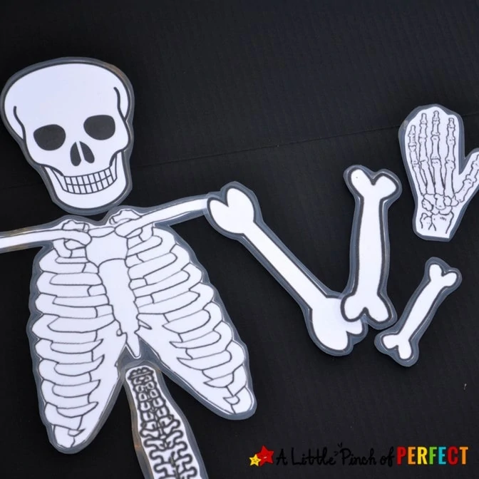 Have fun with your children learning about bones using our free printable skeleton, building with playdough, making a craft, and singing.