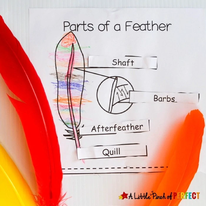 Learning About Bird Feathers: Explore, Color, and Label Free Printable