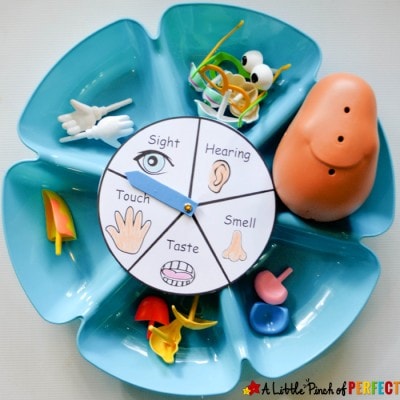 Learning About the 5 Senses Potato Head Game and Free Printable