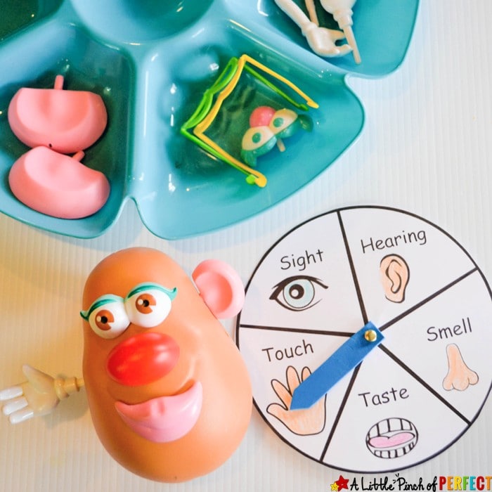 Learning about the 5 Senses Potato Head Game and Free Printable: All you need is a tub of Mr. Potato Head parts, download the free spinner, and you are ready to play. It's the perfect way for kids to learn about their body (sight, hearing, taste, touch, smell) and sensory organs (eyes, ears, tongue, nose, hands/skin).