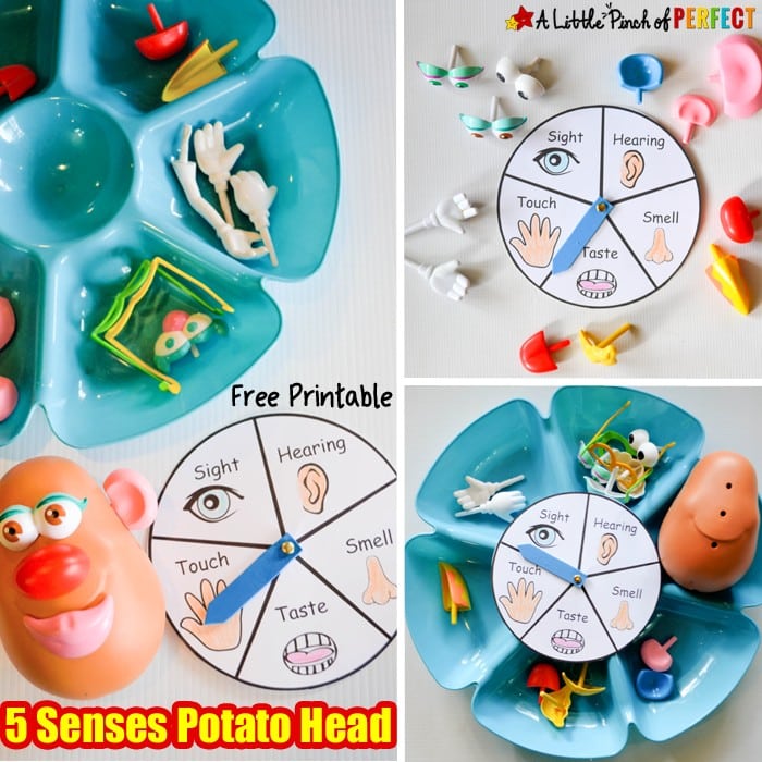 Learning about the 5 Senses Potato Head Game and Free Printable: All you need is a tub of Mr. Potato Head parts, download the free spinner, and you are ready to play. It's the perfect way for kids to learn about their body (sight, hearing, taste, touch, smell) and sensory organs (eyes, ears, tongue, nose, hands/skin).