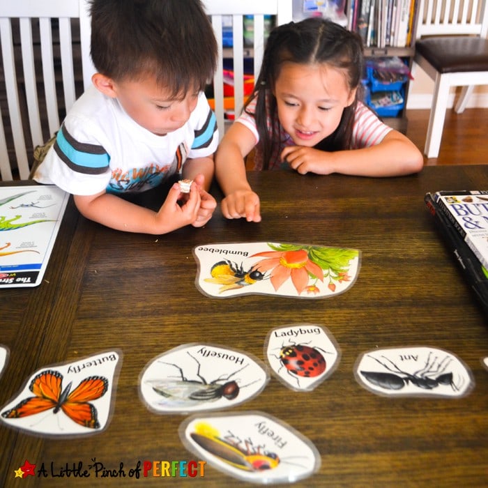 Bug or Not? Simple Sorting Tray for Learning about Insects (preschool, spring)