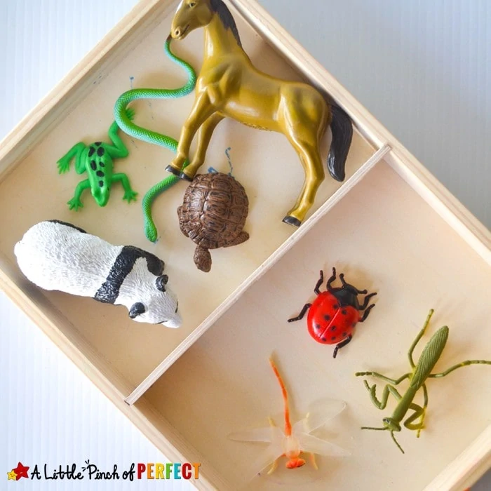 Bug or Not? Simple Sorting Tray for Learning about Insects