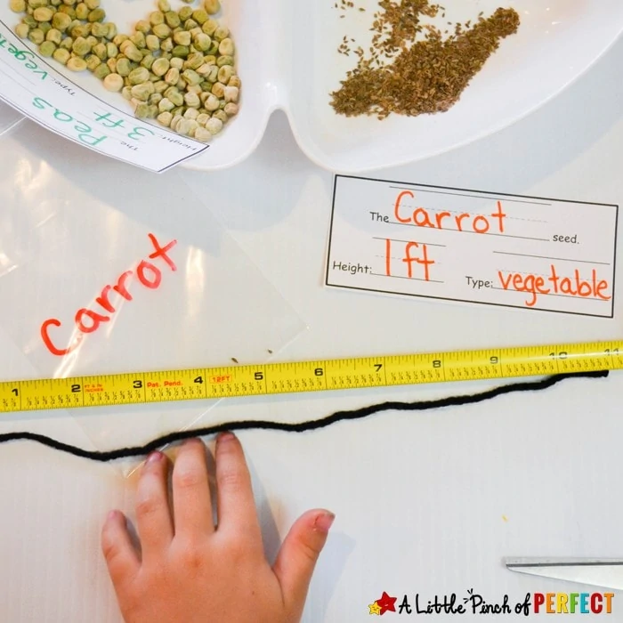 Measurement Garden-A Hands on Learning Activity and Free Printable: Kids can practicing measuring inches and feet while also counting, comparing, reading, and writing. Including free printable. (Spring, math)