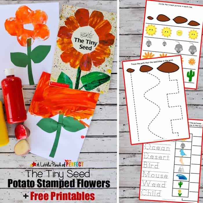 Flower Potato Stamping Craft and The Tiny Seed Free Printables: Make an easy painted flower craft and download free printables for pre-writing, sequencing, and visual discrimination (Eric Carle, spring, preschool, life cycle)