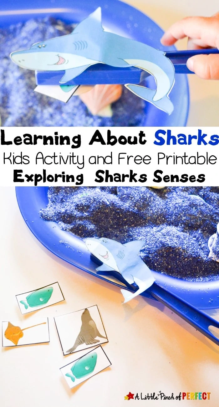 Learning about Shark Senses Activity and Free Printable: Kids are able to catch fish without being able to see them (ocean, sensory play, sand, shark week)