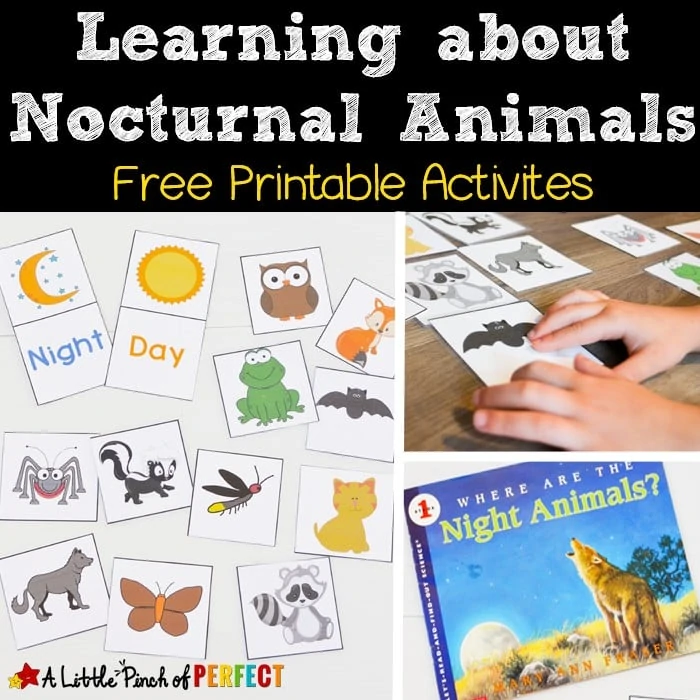 Learning about Nocturnal Animals Free Printable Activities - A Little Pinch  of Perfect