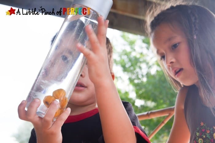 5 Little Pumpkins Float and Sink Halloween Sensory Bottle (preschool, kindergarten, October, fall, song/book)