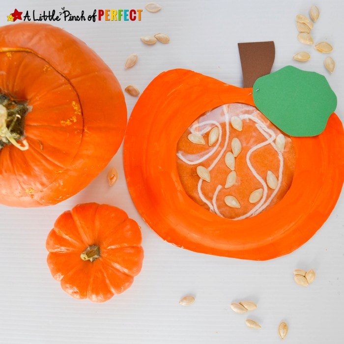 Learning about what's Inside a Pumpkin Paper Plate Kids Craft: Kids can craft and learn during this easy activity (fall, Halloween, preschool, kindergarten)