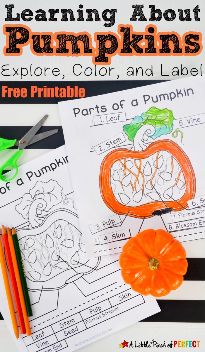 Learning about Pumpkins: Explore, Color, and Label the Parts of a Pumpkin Free Printable (science, kindergarten, first grade, Halloween, fall)