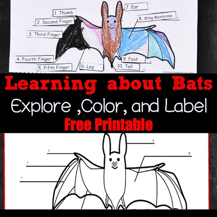 Learning about Bats: Explore ,Color, and Label Free Printable--Take a closer look at bats with the kids with our latest Color and Label Printable, bat books, and educational video. (Nocturnal animals, fall, Halloween, science)
