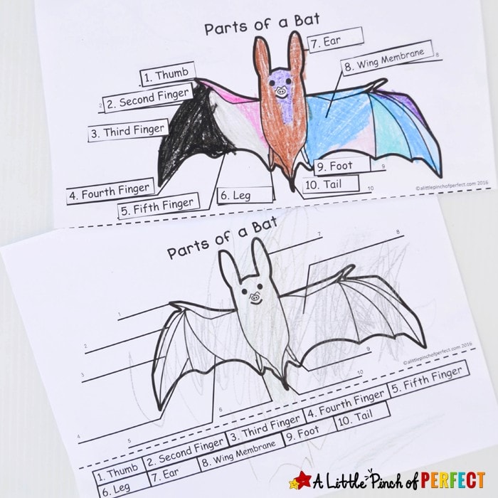 Learning about Bats: Explore ,Color, and Label Free Printable--Take a closer look at bats with the kids with our latest Color and Label Printable, bat books, and educational video. (Nocturnal animals, fall, Halloween, science)