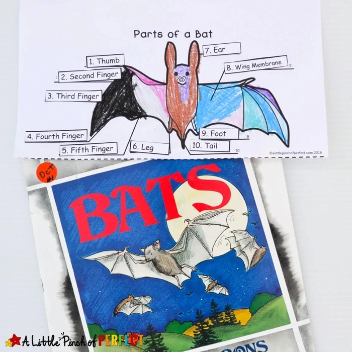 Learning about Bats: Explore, Color, and Label Free Printable