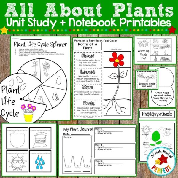 All About Plants Activities (Preschool, Kindergarten, First Grade, Second Grade)
