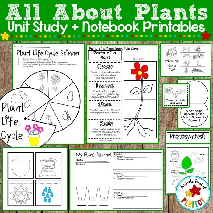 All About Plants Activities (Preschool, Kindergarten, First Grade, Second Grade)