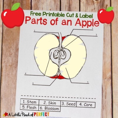 Learning About Apples: Color and Label Free Printable