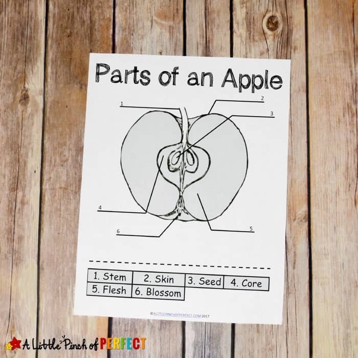 Learning About Apples: Color and Label Free Printable-Children can Color, Cut, and Label the parts of an apple with this free printable science activity.&nbsp;&nbsp;It's perfect to add to your fall activities or anytime your children want to learn about apples. The printable comes in two versions with numbered labels for students who can't read yet and an unnumbered version so students can practice their reading skills while working on the activity.