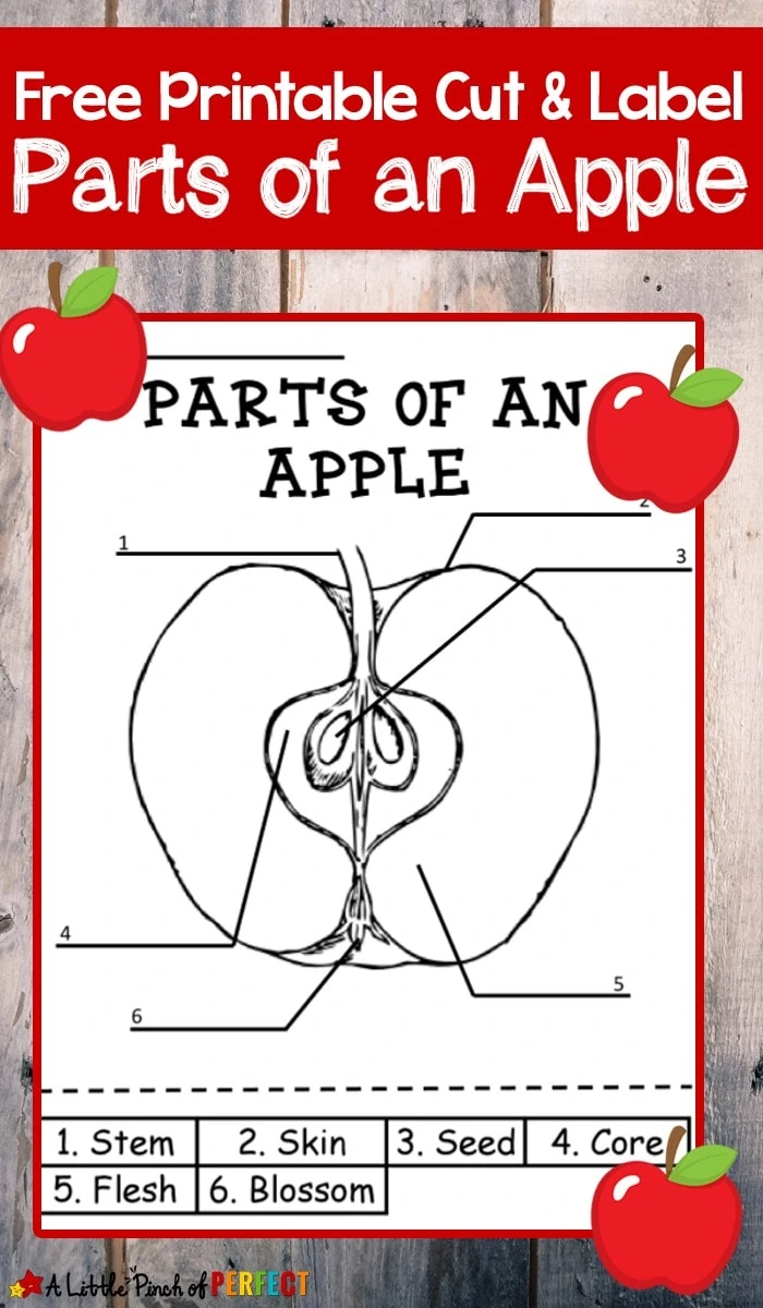 Learning About Apples: Color and Label Free Printable-Children can Color, Cut, and Label the parts of an apple with this free printable science activity.  It's perfect to add to your fall activities or anytime your children want to learn about apples. The printable comes in two versions with numbered labels for students who can't read yet and an unnumbered version so students can practice their reading skills while working on the activity.