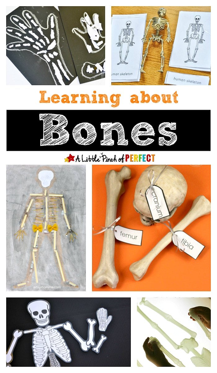 Learning about bones: Skeleton activities, crafts, and printables for kids