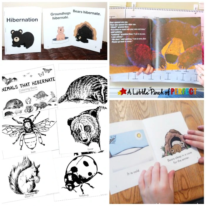 Inviting Ways to Learn about Hibernation for Kids