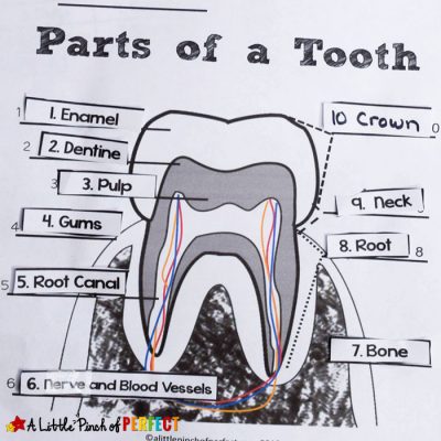 Learning about Dental Hygiene for Kids: Color and Label Free Printable