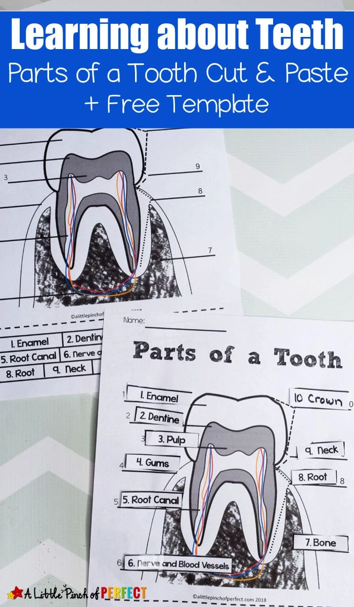 Learning about Teeth: Color and Label Free Printable. Perfect for learning about oral hygeine (#kidsactivity #printable #homeschool #firstgrade #kindergarten #preschool)