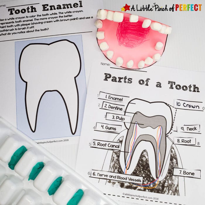 Learning about Teeth: Color and Label Free Printable. Perfect for learning about oral hygeine (#kidsactivity #printable #homeschool #firstgrade #kindergarten #preschool)