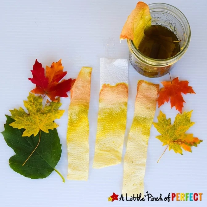 Leaf Chromatography Science Experiment for Kids