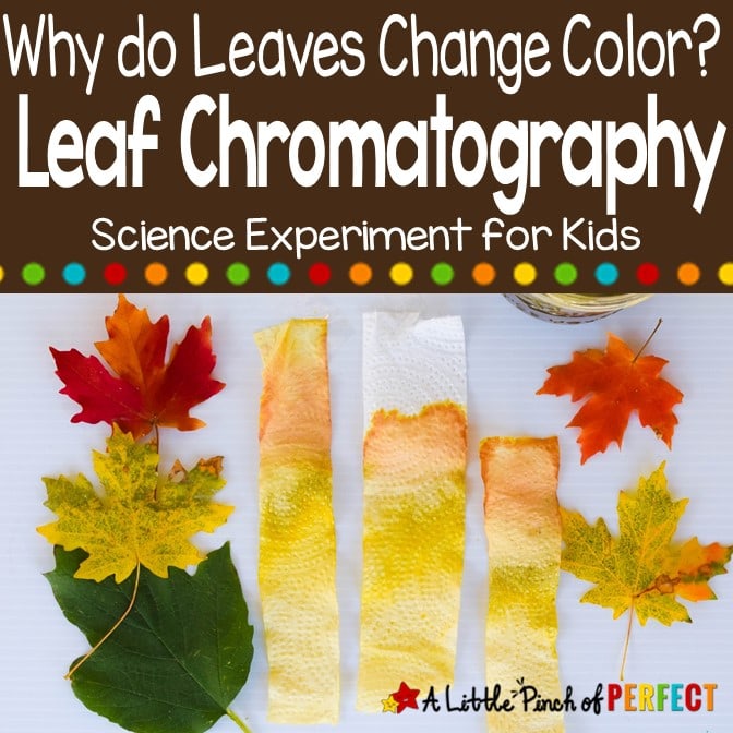 med dette enkle vitenskapseksperimentet kan barn se de forskjellige pigmentene som finnes i blader for å svare på spørsmålet, " Hvorfor endrer bladene farge?"Denne aktiviteten inkluderer et gratis utskrivbart bladfargekart. (#kidsactivity # vitenskap #scienceexperiment # Fall # homeschool)