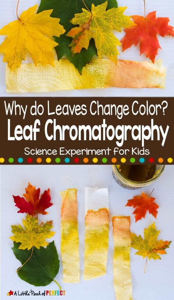  med detta enkla vetenskapsexperiment kan barn se de olika pigmenten som finns i löv för att svara på frågan, " varför ändrar bladen färg?"Den här aktiviteten innehåller ett gratis utskrivbart bladfärgschema. (#kidsactivity # science # scienceexperiment #Fall # homeschool)