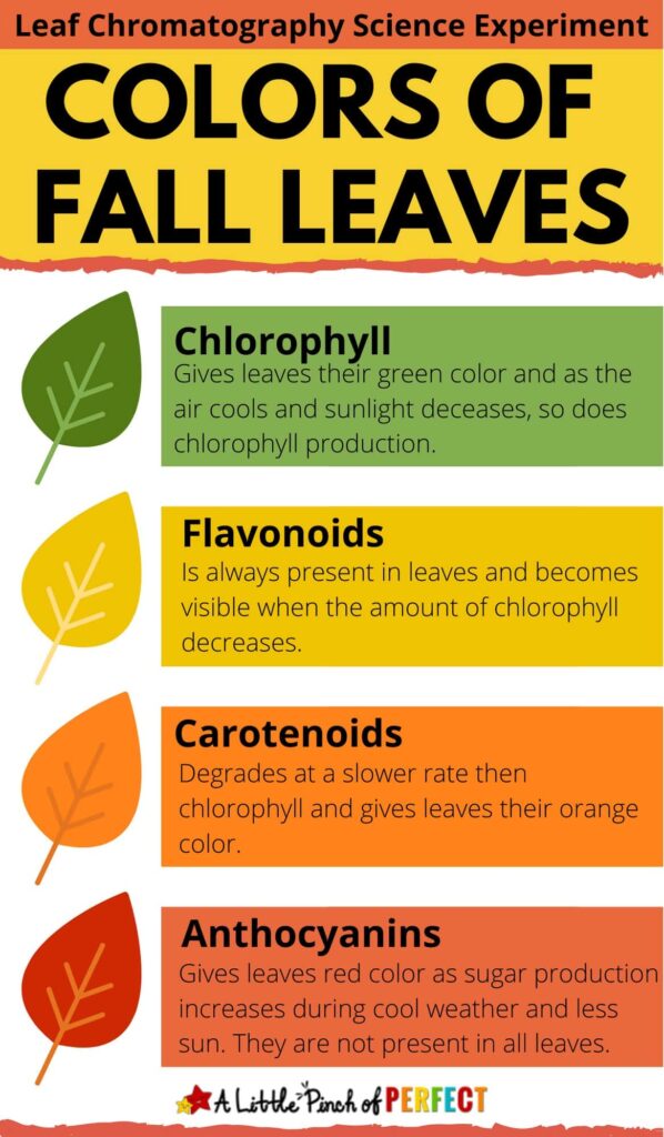Why do leaves change color? A chart with the types of chemicals found in leaves that explain why they can be green, yellow, orange, and red.