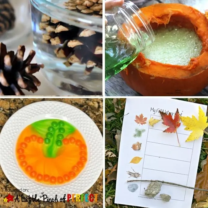 Fall Science experiments with pumpkins leaves pincones