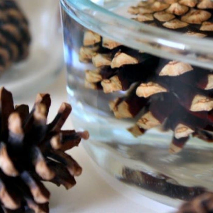 Pinecone Science Experiment 