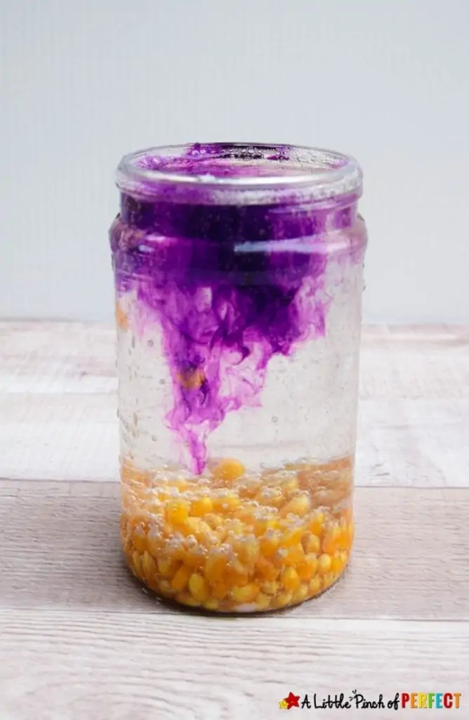 Dancing Corn Easy Kids Science Experiment with food coloring
