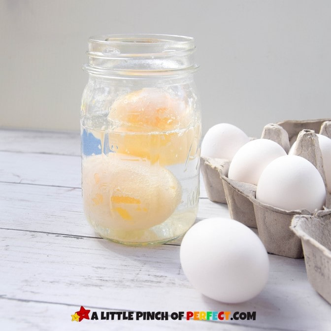 Bouncy Egg Experiment Easy Science Directions, Worksheets + Video