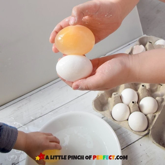Bouncy Egg Kids Science Experiment and Learning Worksheets Before and After Eggs