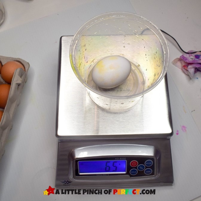 Weighing an egg for the bouncy egg science experiment. #kidsactivity #scienceexperiment 