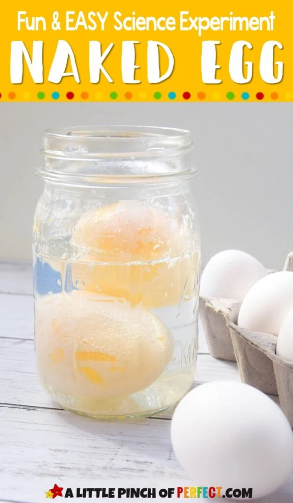 Naked Egg Science Experiment #Kidsactivity #scienceexperiment
