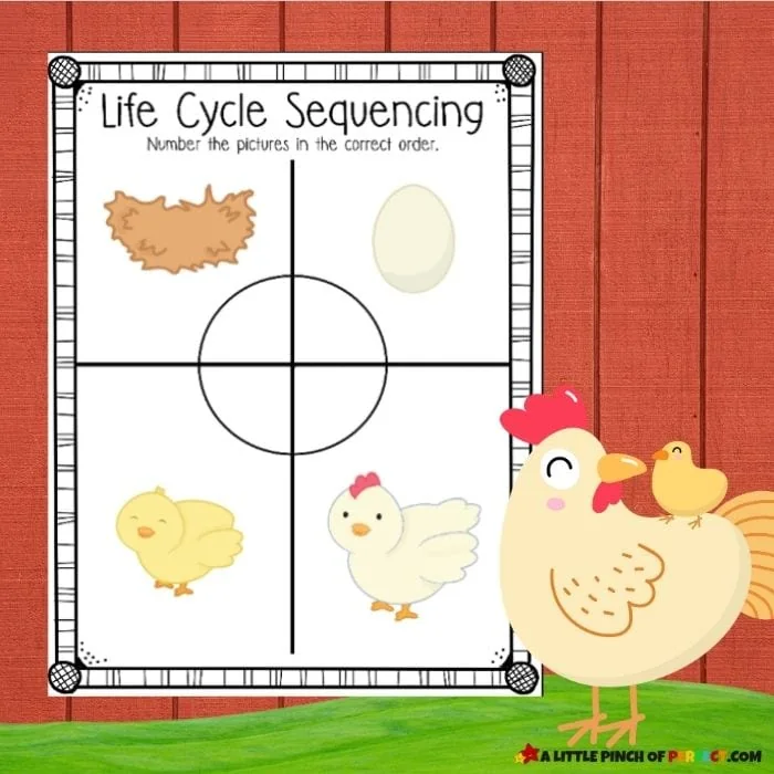 Chicken Life Cycle Activity Pack: Order the Pictures Activity and FREE Worksheets for Preschool, Kindergarten, and Homeschool science and language arts. #kidsactivity #printable 