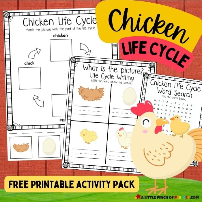 Chicken Life Cycle Activity Pack: FREE Worksheets